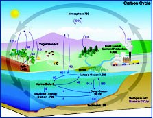 Gobal Carbon Cycle