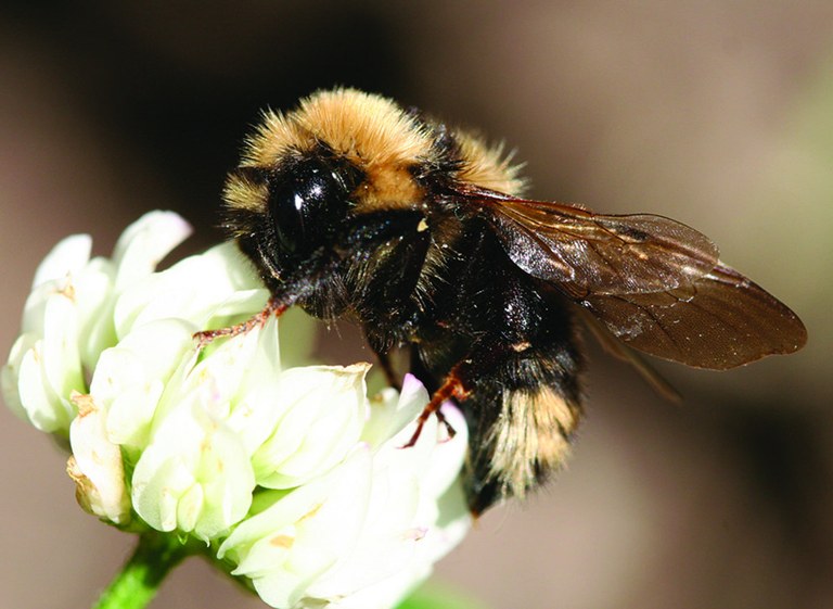 Bee Pollution USDA.jpg