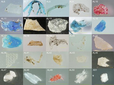These microplastics collected from surface waters of the Elizabeth River in Virginia were photographed with a stereo-zoom microscope/camera.