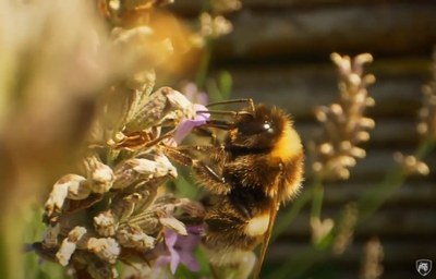 Bee Pollinator 2021