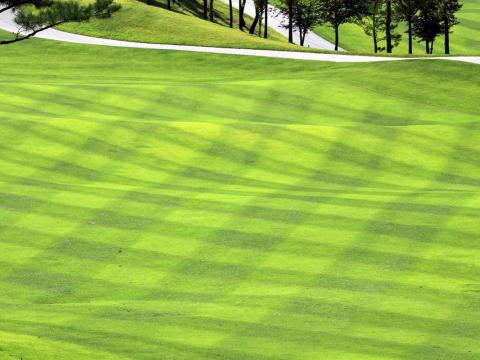 Credit: HeungSoon/Pixabay. All Rights Reserved. Turfgrass mowed in a criss cross pattern on a golf course.