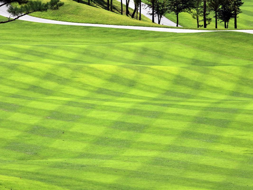 Turfgrass mowed in a criss cross pattern on a golf course.  